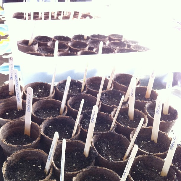 Starting & Sowing Heirloom Vegetable Seeds