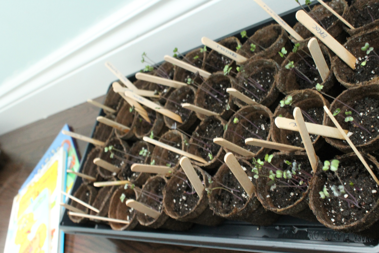 Heirloom Broccoli Sprouts